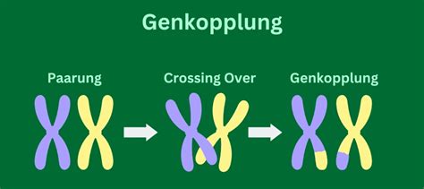 genkopplung definition